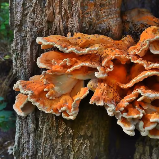 Chicken-of-the-Woods (Laetiporus sulphureus)