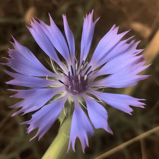 Chicory (Cichorium intybus)