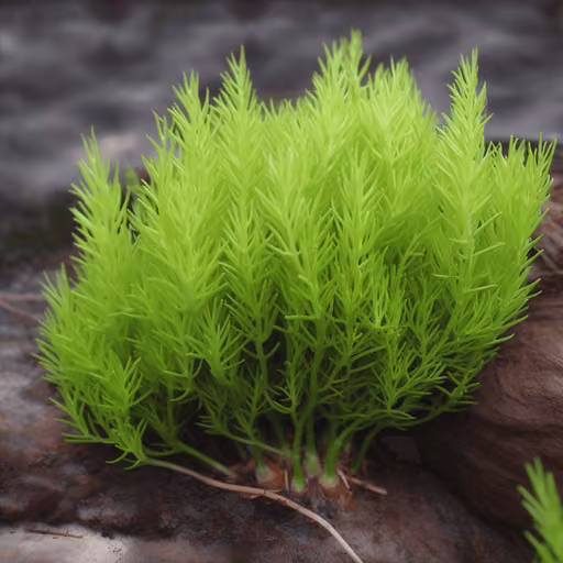 Chinese asparagus (Asparagus cochinchinensis)