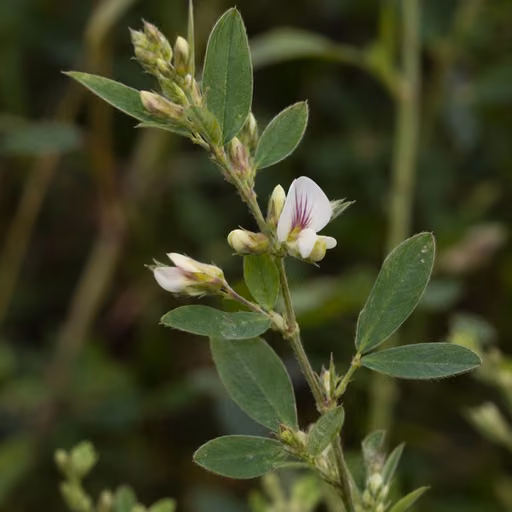 Sericea lespedeza