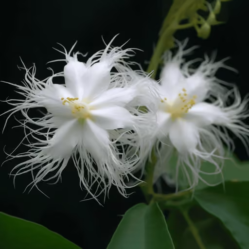 Chinese cucumber (Trichosanthes kirilowii)