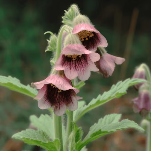 Chinese foxglove (Rehmannia glutinosa)