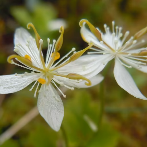 Chinese goldthread (Coptis chinensis)