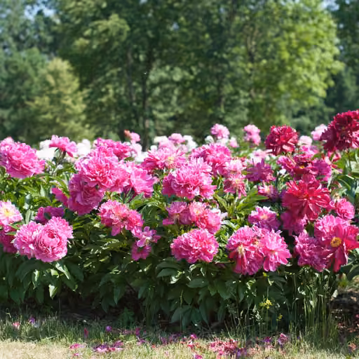 Chinese peony (Paeonia lactiflora)
