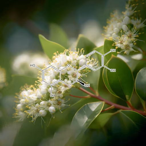 Chinese salacia (Salacia chinensis)