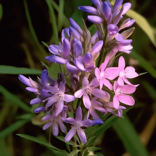 Chinese senega root (Polygala tenuifolia)