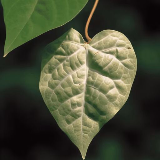 Chinese Yam (Dioscorea polystachya)