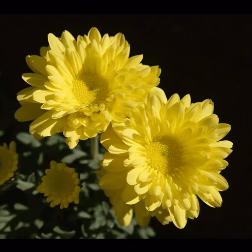 Chrysanthemum morifolium