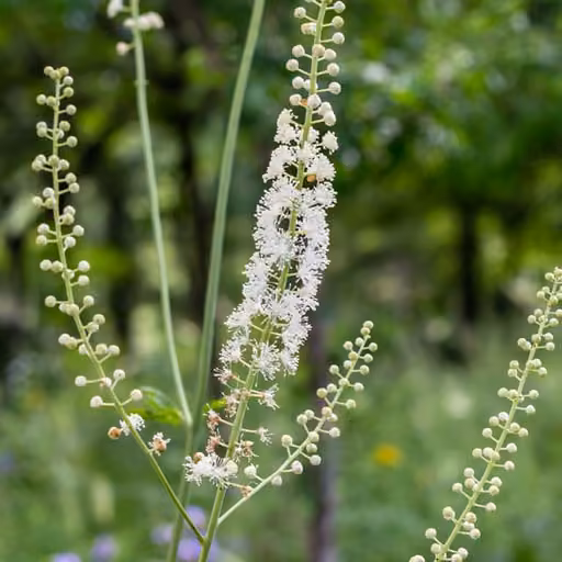 Cimicifuga racemosa (Actaea racemosa)