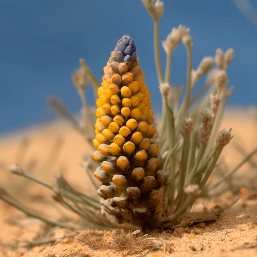 Cistanche + Laminaria