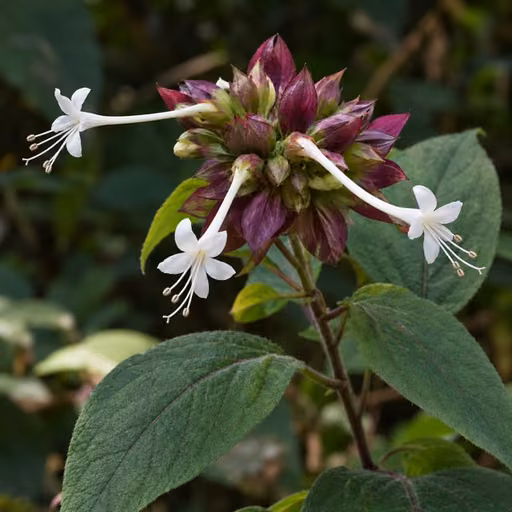 Clerodendron capitatum