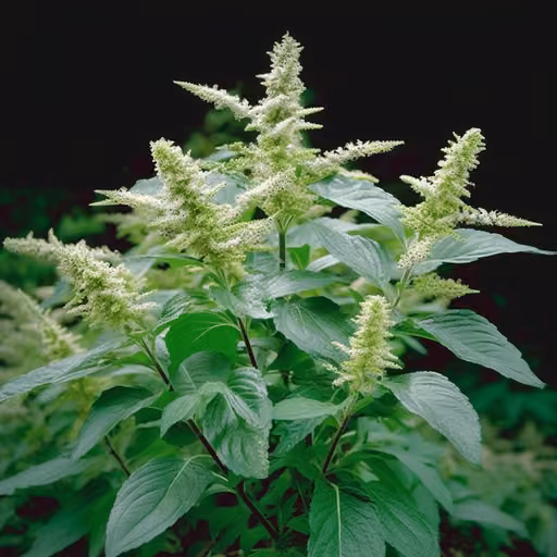 Clove basil (Ocimum gratissimum)