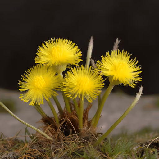 Coltsfoot (Tussilago farfara)