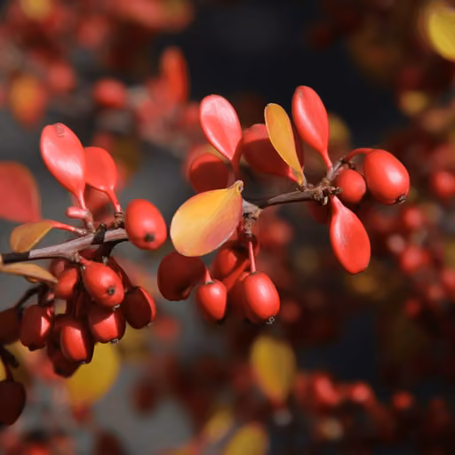 Common barberry (Berberis vulgaris)