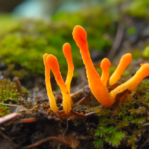 Cordyceps sinensis (Ophiocordyceps sinensis)