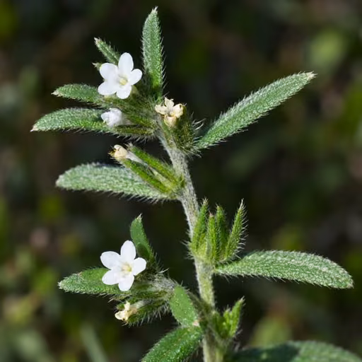 Corn gromwell