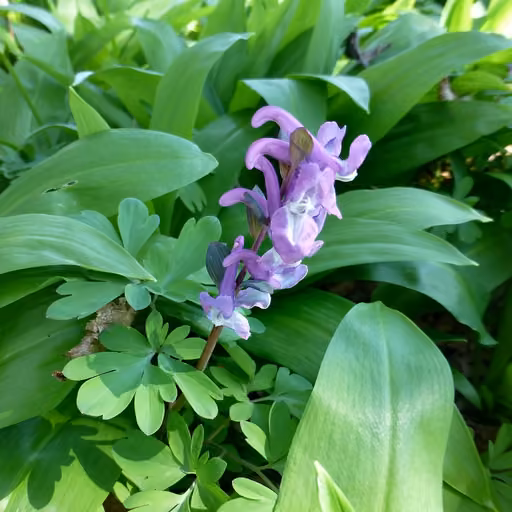 Corydalis yanhusuo