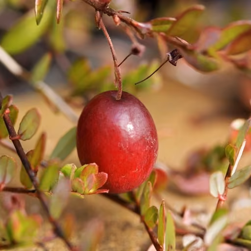 Cranberry (Vaccinium macrocarpon)