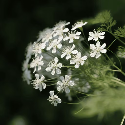 Cumin (Cuminum cyminum)