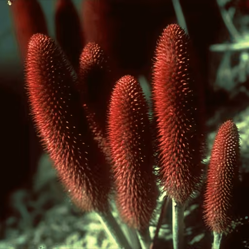 Cynomorium songaricum (Cynomorium coccineum subsp. songaricum)