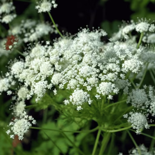 Dahurian angelica (Angelica dahurica)