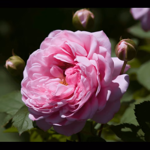 Damask rose
