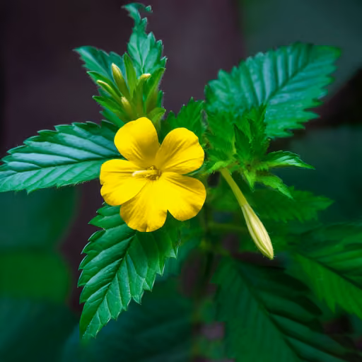 Damiana (Turnera diffusa)