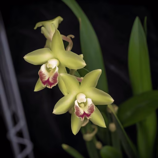 Dendrobium officinale