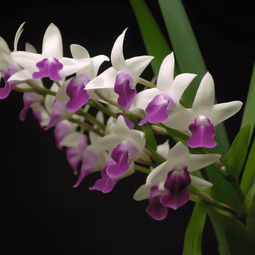 Dendrobium