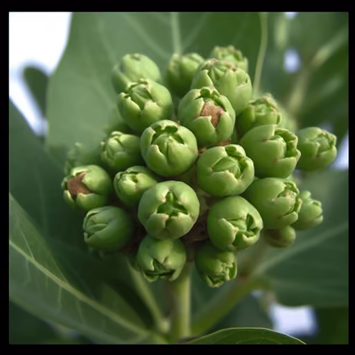 Dendropanax morbifera