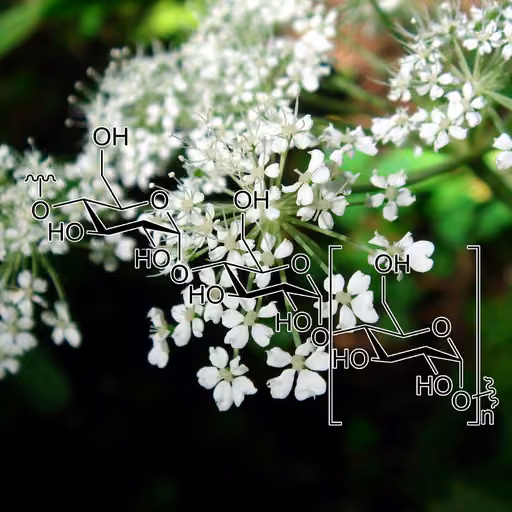 Dong quai (Angelica sinensis)