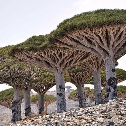 Dragon's Blood from Dracaena cochinchinensis