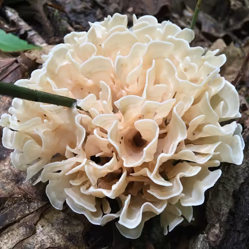 East-Asian Cauliflower (Sparassis latifolia)