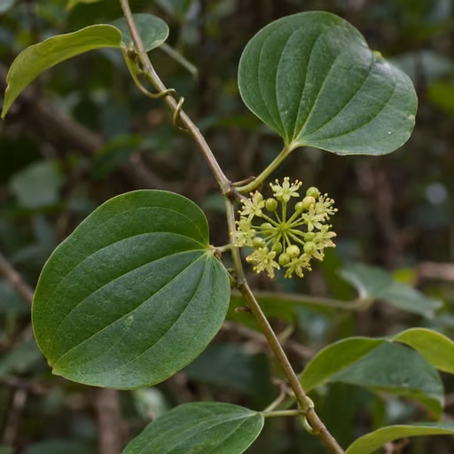 East Asian greenbrier
