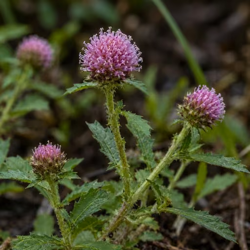 East Indian globe thistle