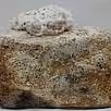 Echigoshirayukidake (Basidiomycetes-X) (Ceraceomyces tessulatus)