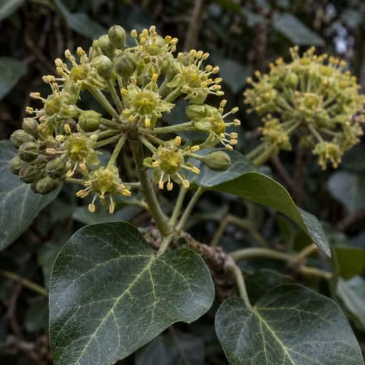 English ivy