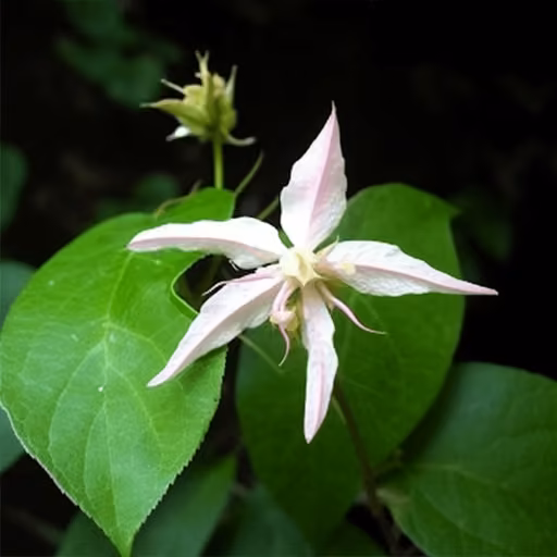 Epimedium brevicornum