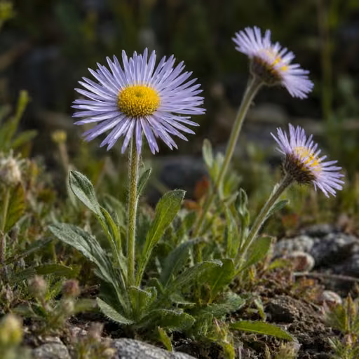 Erigeron breviscapus