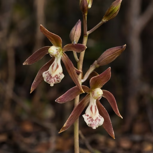 Eulophia macrobulbon