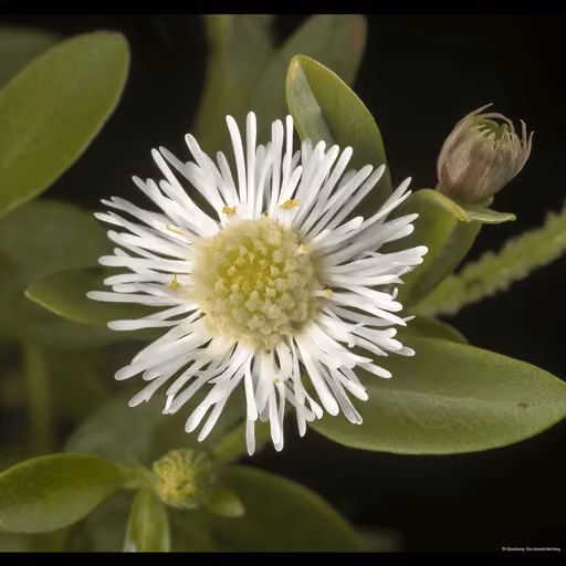 False daisy (Eclipta prostrata)