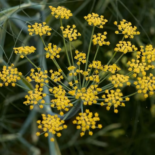 Fennel (Foeniculum vulgare)