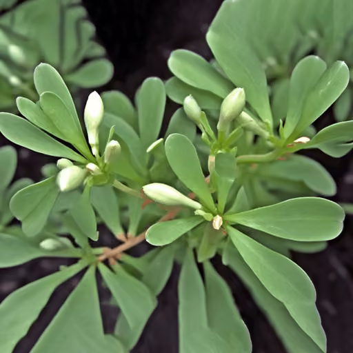 Fenugreek (Trigonella foenum-graecum)