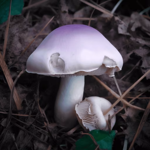 Field blewit (Lepista personata)
