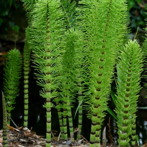 Field horsetail (Equisetum arvense)