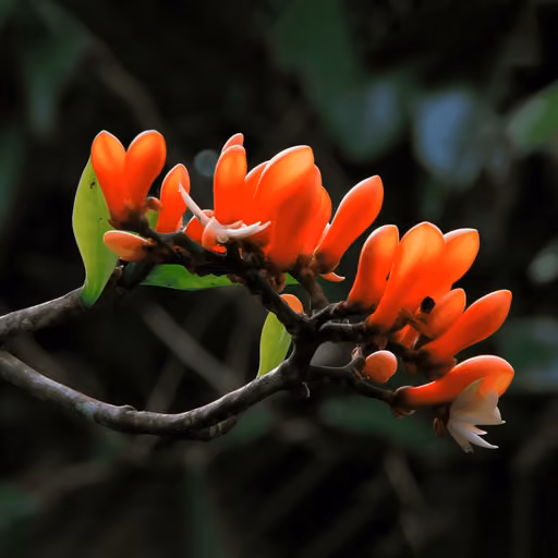 Flame of the forest (Butea monosperma)