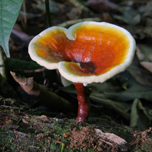 Ganoderma lucidum