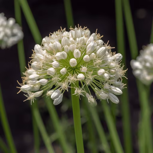 Garlic Chive (Allium tuberosum)