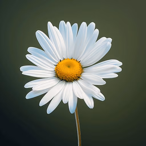 German chamomile (Matricaria chamomilla)