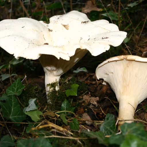 Giant Funnel (Leucopaxillus giganteus)